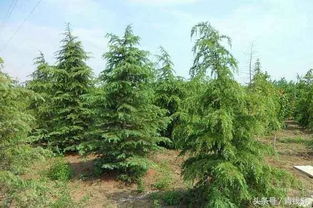 反季种植在园林绿化施工中的技术要点