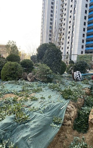 建业天玺绿化施工正式启动，匠心打造生态宜居社区