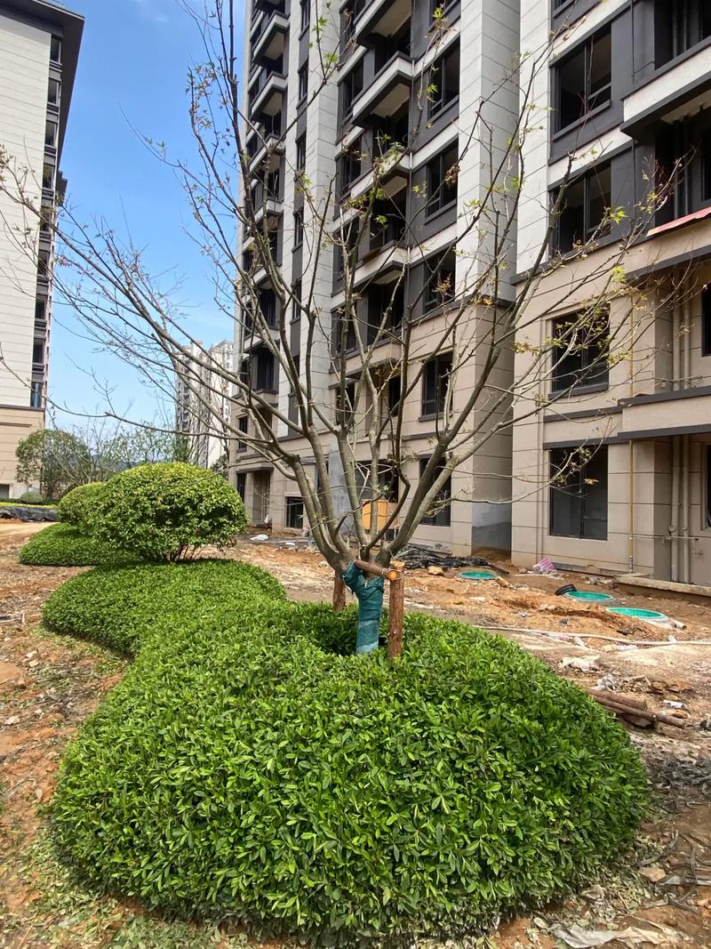 城市绿化管理中的园林绿化工程 从小区的匠心到城市的生态