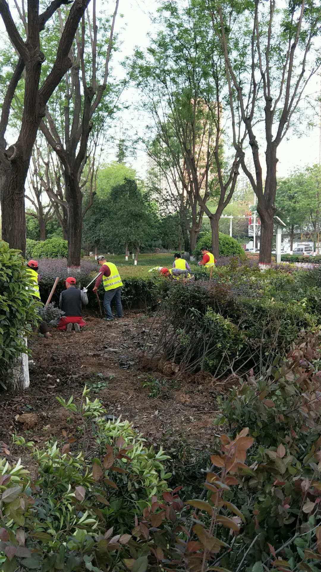 美篇 生态公司快速启动景观绿化及人行道提升改造工程