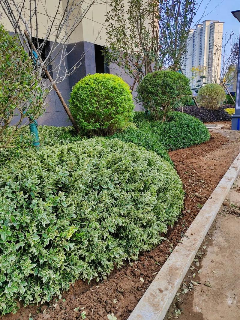 小区景观绿化分享 共创宜居生态家园